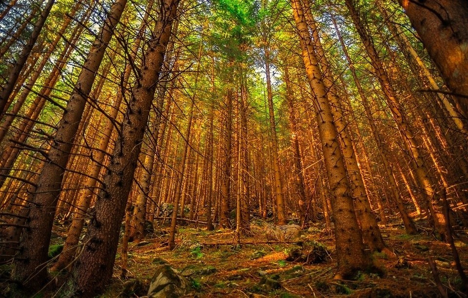 vkb5.forest_jpg.jpg
