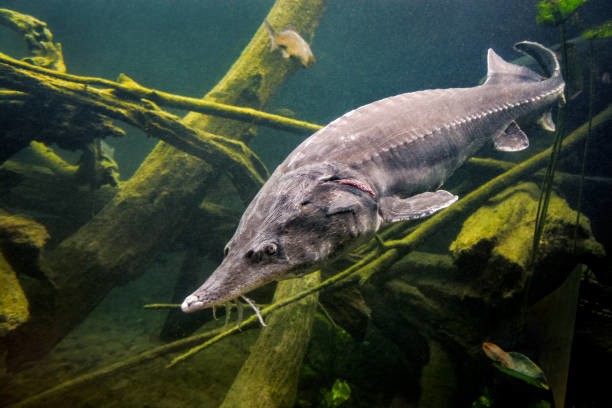 I pesci d'acqua dolce stanno scomparendo: gli storioni del Danubio fra le  specie più minacciate al mondo - camit.sk