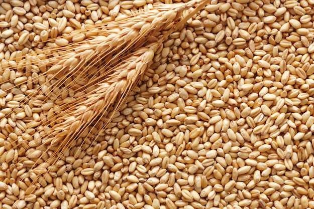 grano-duro-e-grano-tenero-differenze.jpeg