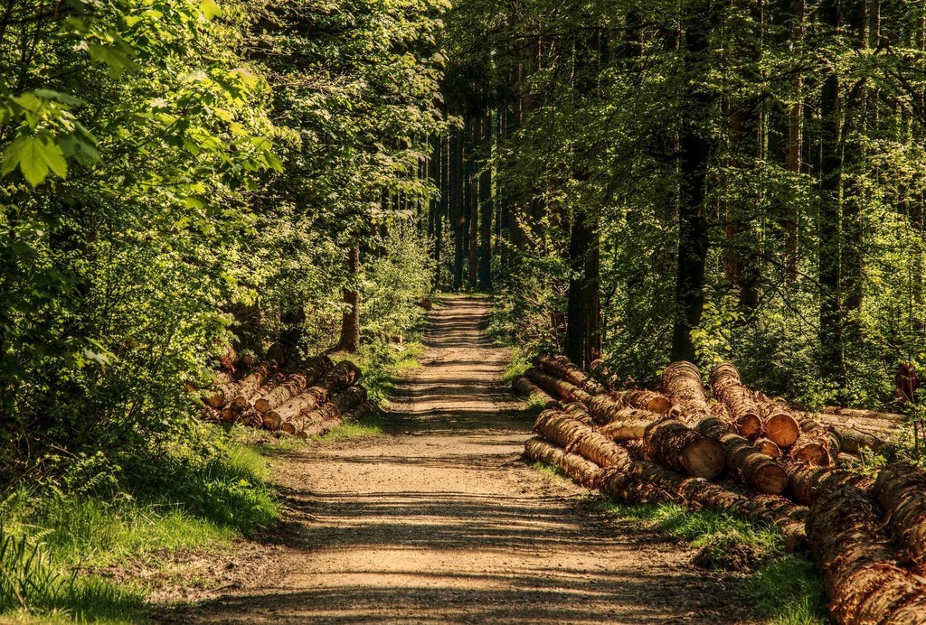 trees-g033423122_1920.jpg