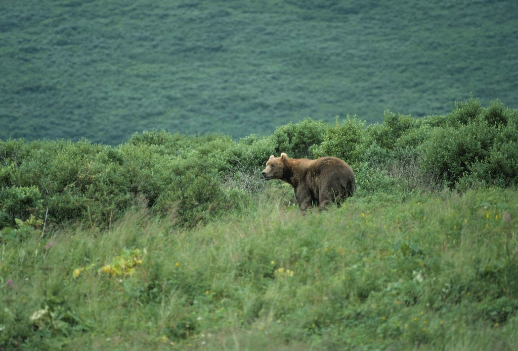 bear-standing-in-brush-on-a-hillside.jpg