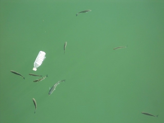 fishes-gef6cd0ca5_640.jpg