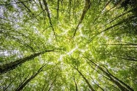 green.jpg