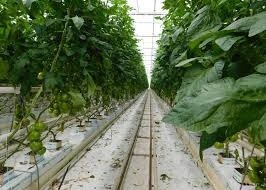 farma AgroDömötör Vlky.jpg