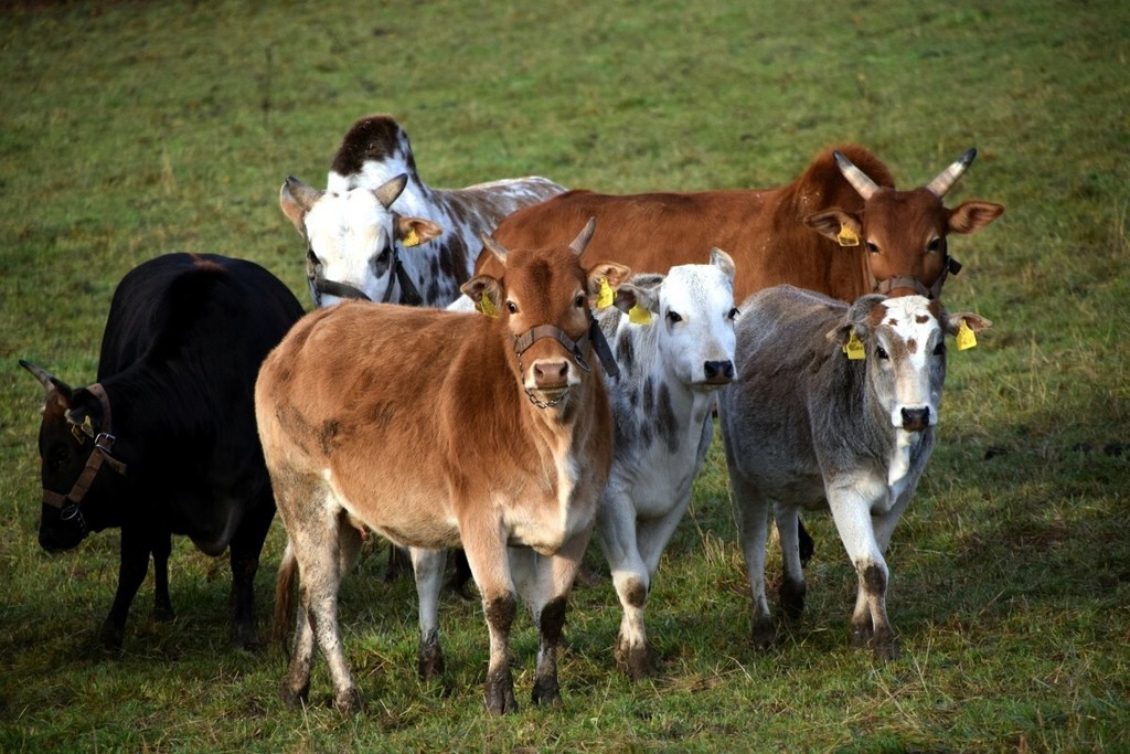 zebu_zebuherde_cattle_herd_of_cattle_cops_young_bulls_animal_livestock-1171308.jpeg