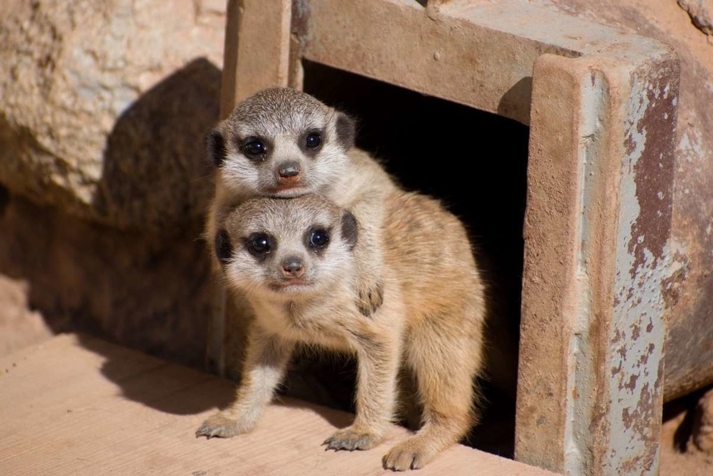 ZOO surikata.jpg