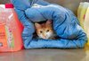 gatto.jpg