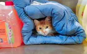 gatto.jpg